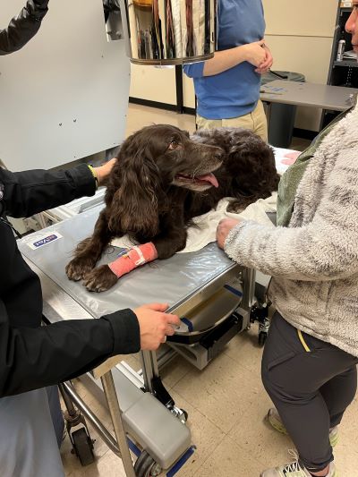 brown medium sized dog with an orange bandage on her leg is sitting on an exam table with two sets of hands assisting her