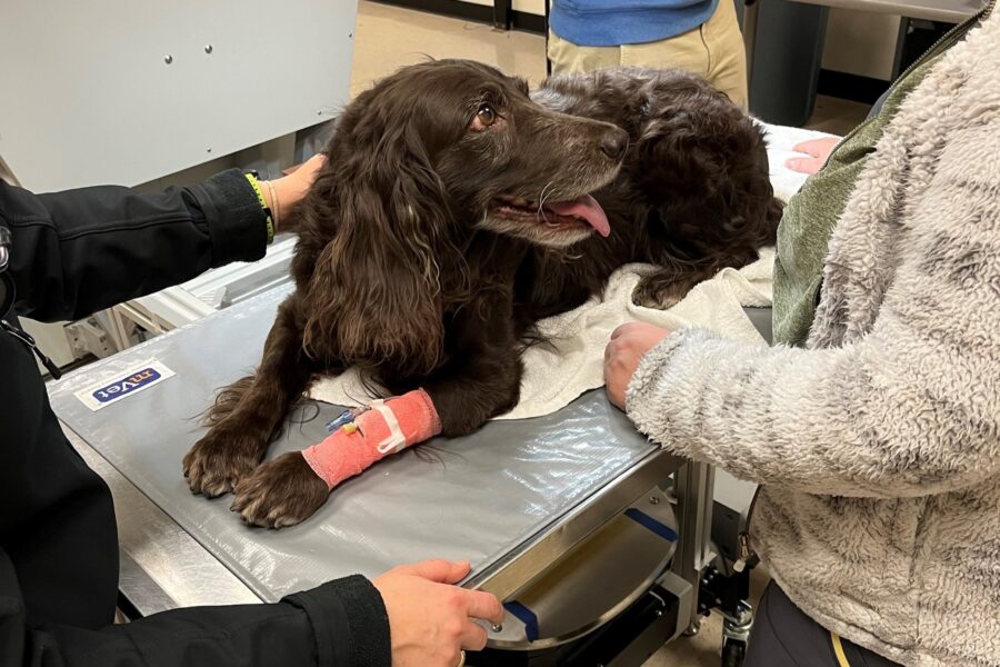 boykin spaniel dog lays on an exam table as part of a FLASH trial to treat cancer in her leg.